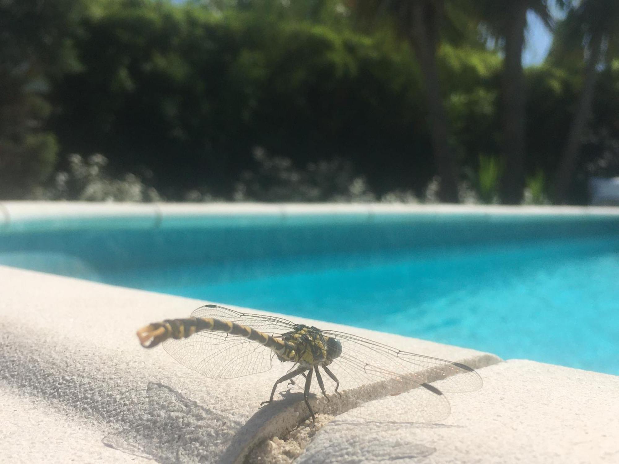 Maison Proche De Hyeres Avec Piscine Privee, Terrasse Et Jardin La Farlède Exteriör bild